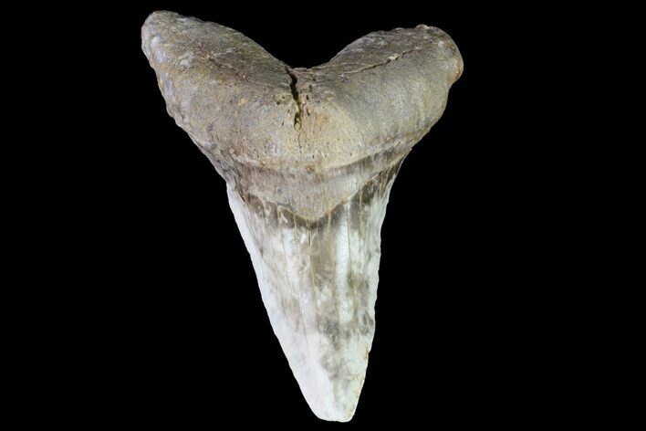 Bargain Cretaceous Cretoxyrhina Shark Tooth - Kansas #71745